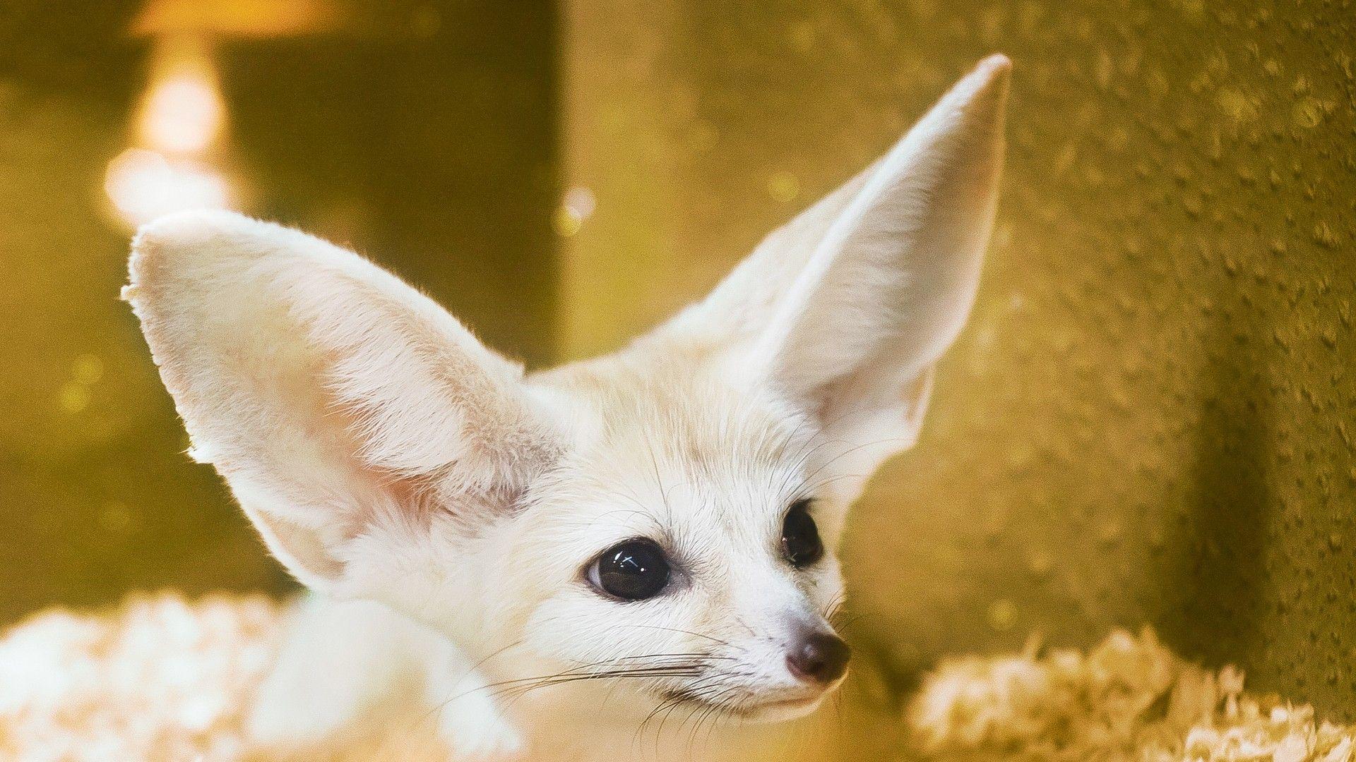 Fennec Fox Wallpapers Wallpaper Cave