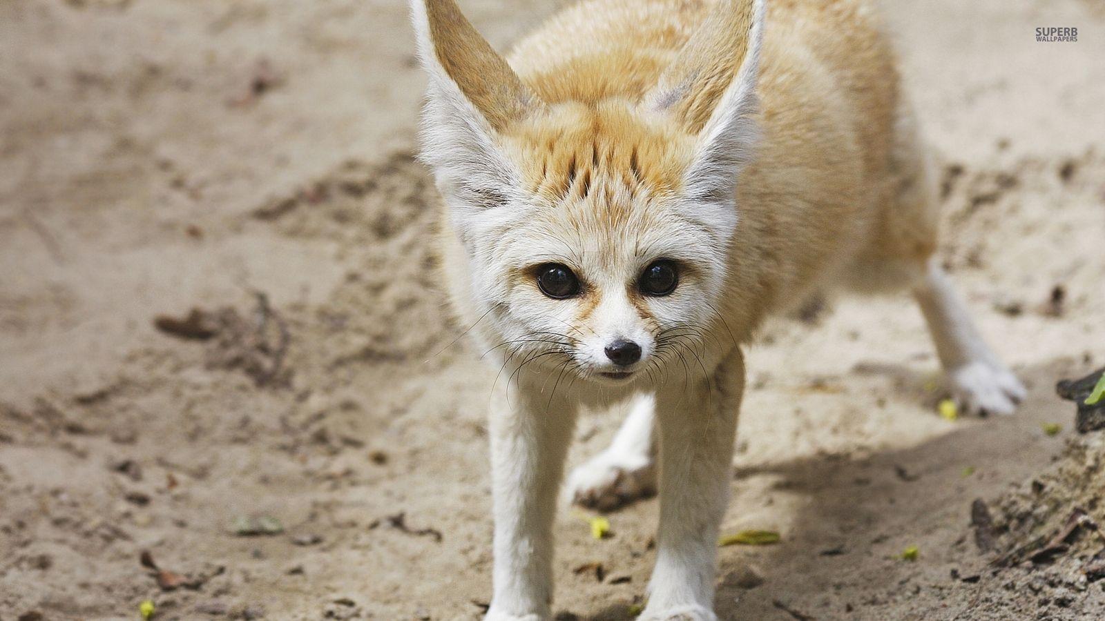 Foxes image Fennec Fox HD wallpaper and background photo