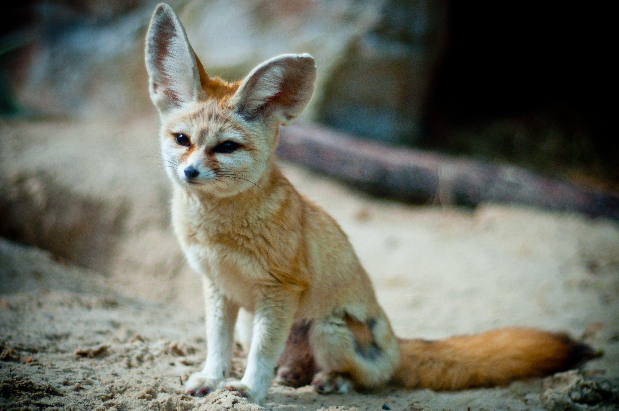 2144x1424px Fennec Fox