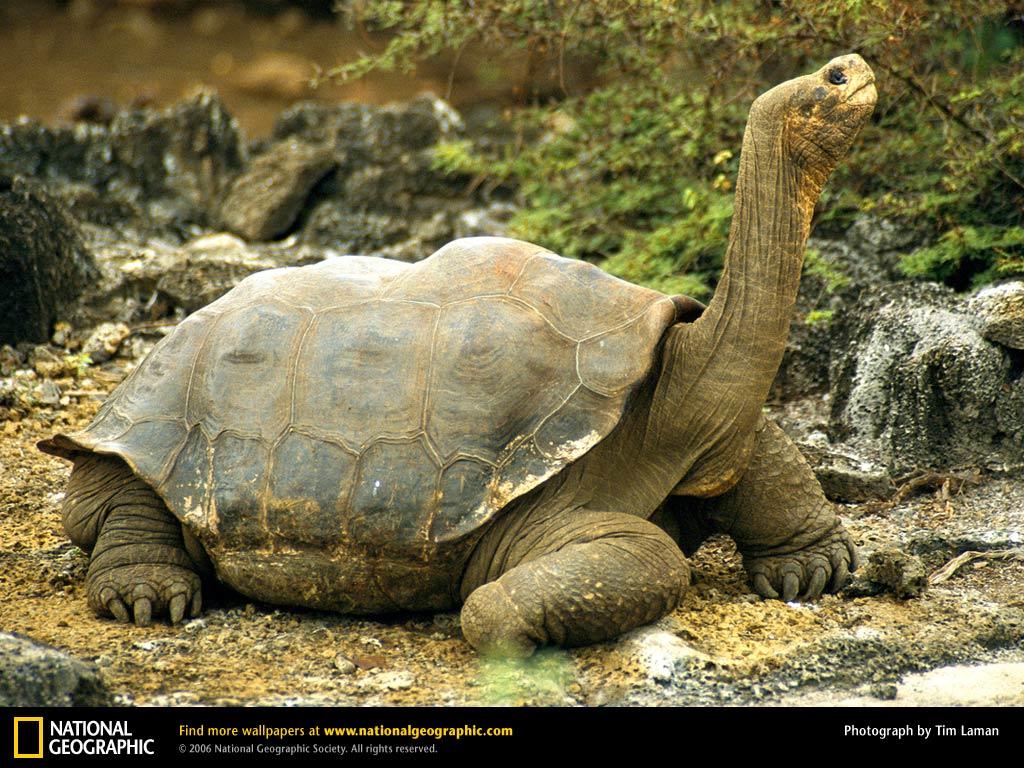 GalÃ¡pagos Tortoise HD Wallpaper