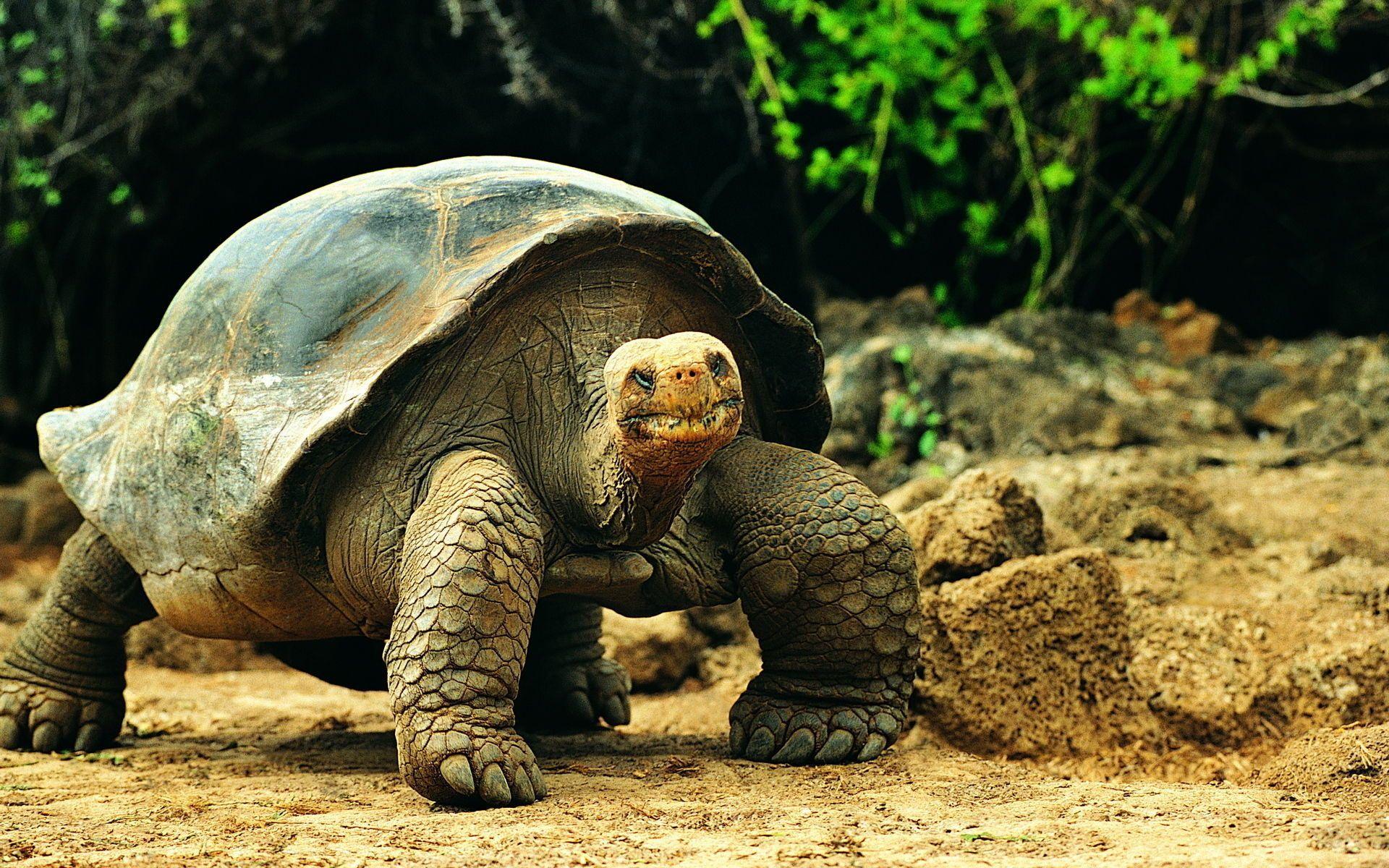 Galápagos National Park Wallpapers - Wallpaper Cave