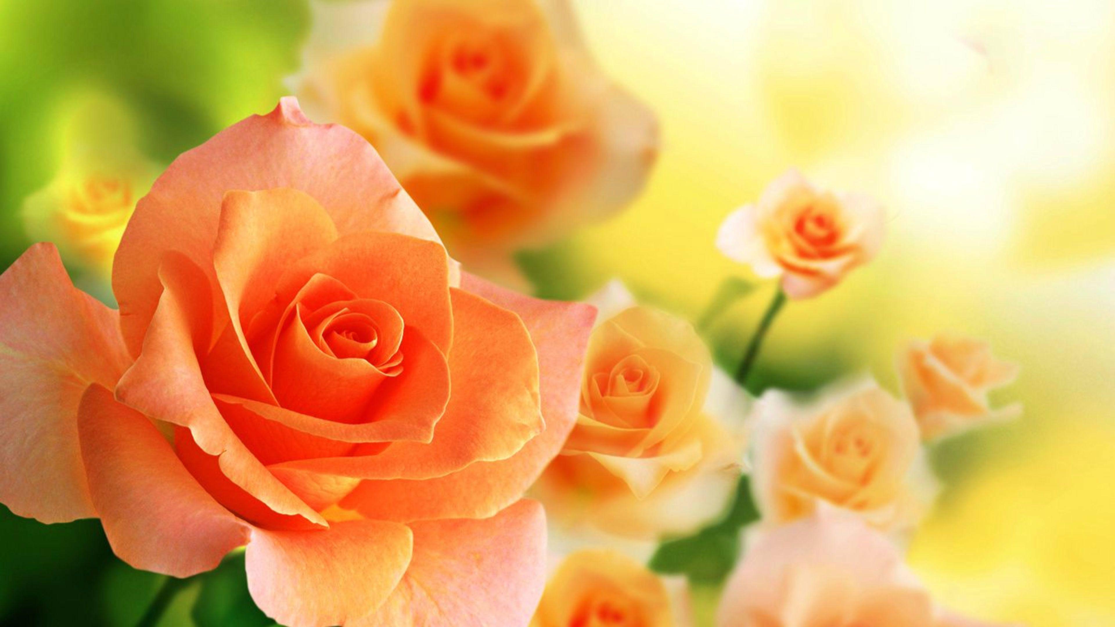 HD wallpaper: roses, orange, blossom, bloom, flower, orange rose, rose  blooms | Wallpaper Flare