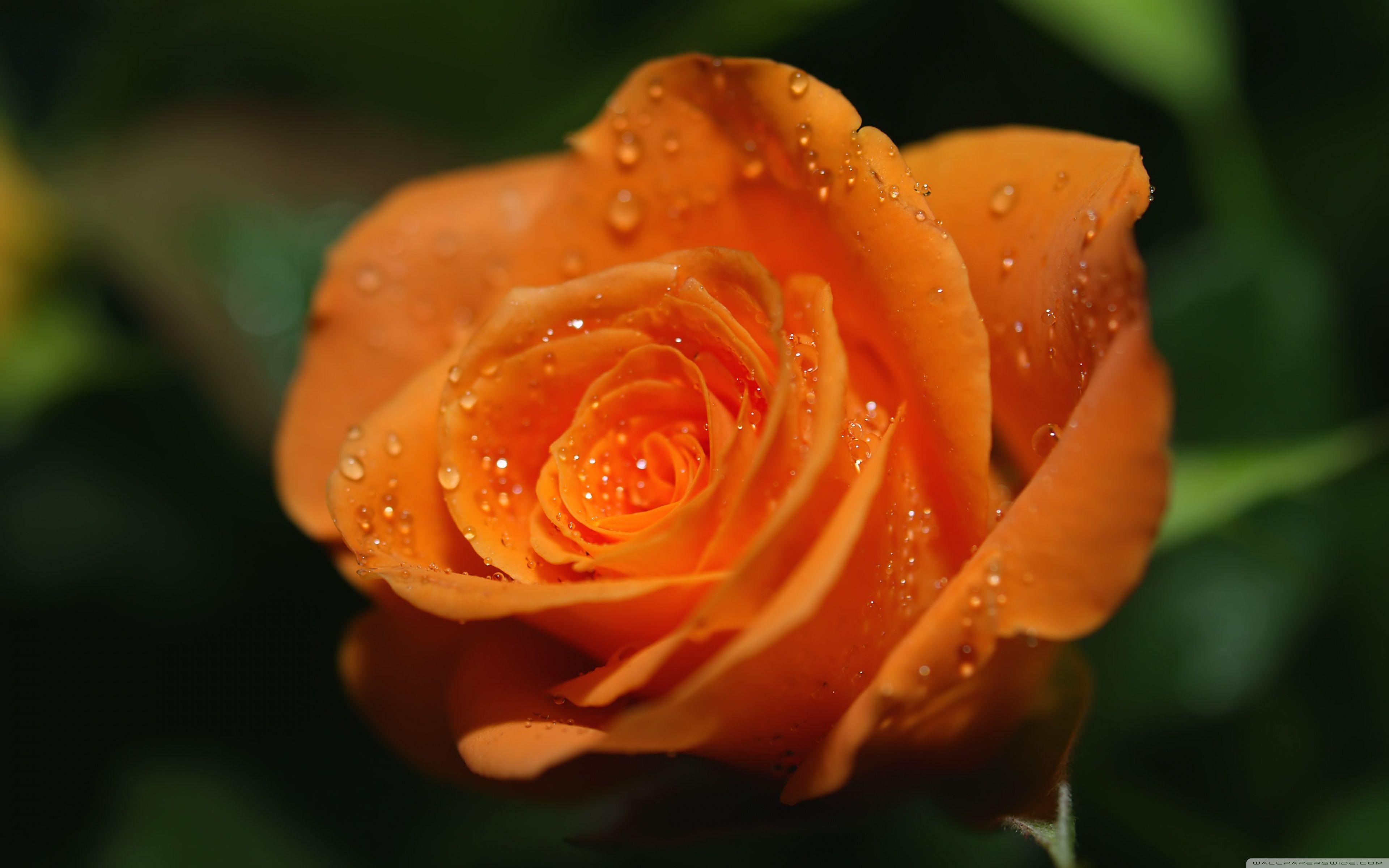Desktop Wallpaper Flower, Orange Rose, Close Up, Hd Image, Picture,  Background, 9e7238