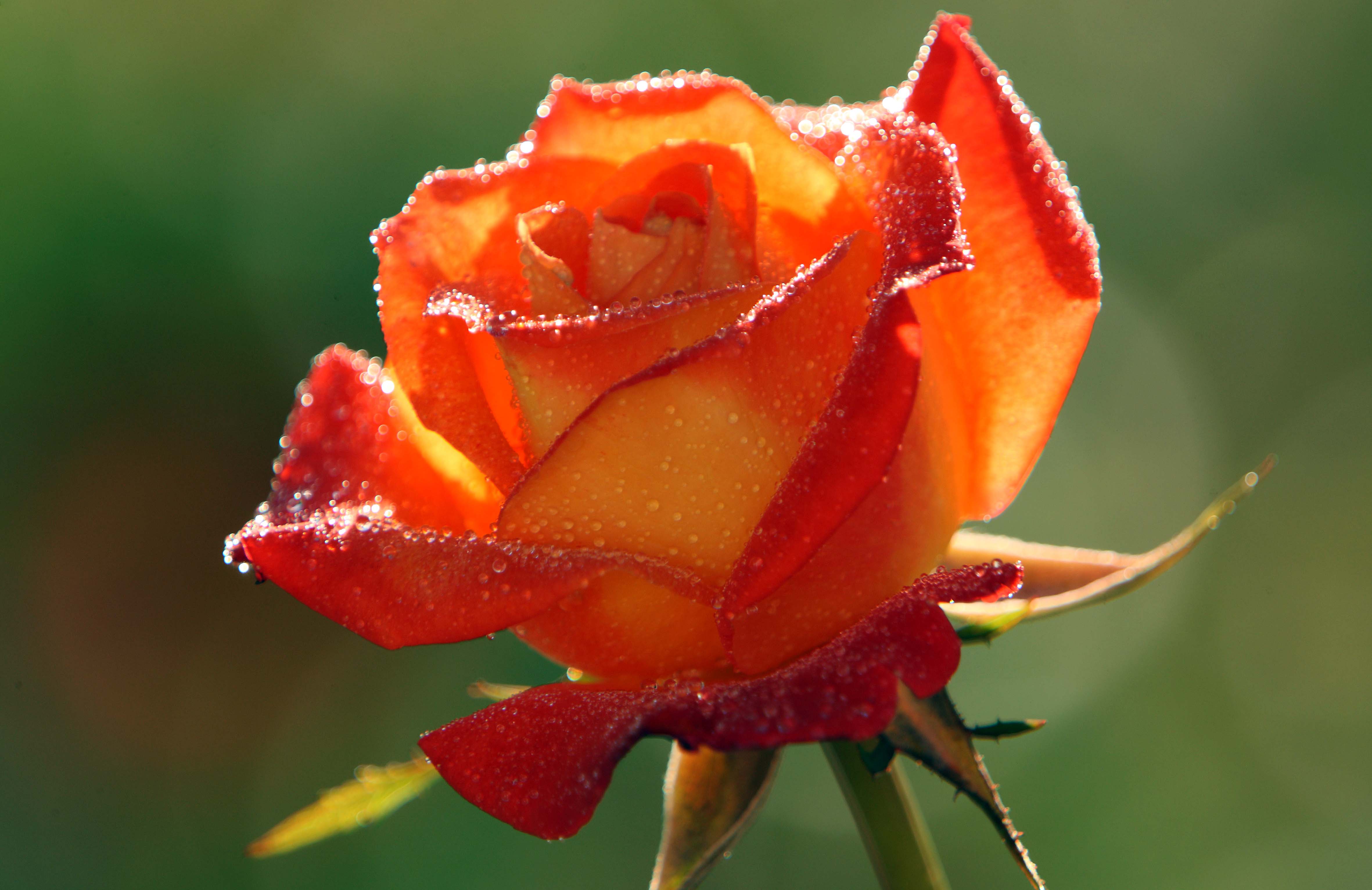 Orange Roses Wallpapers - Wallpaper Cave