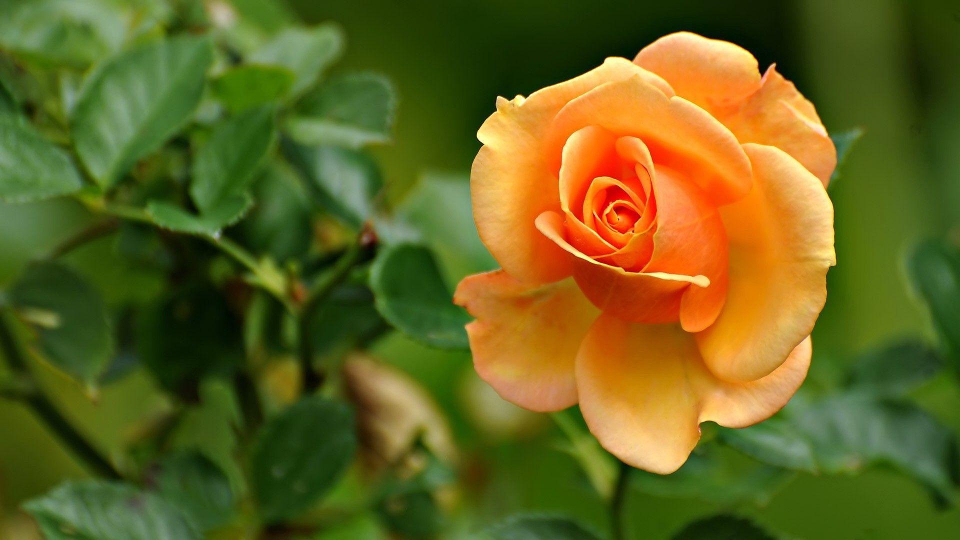 Yellow orange roses wallpaper and image, picture, photo