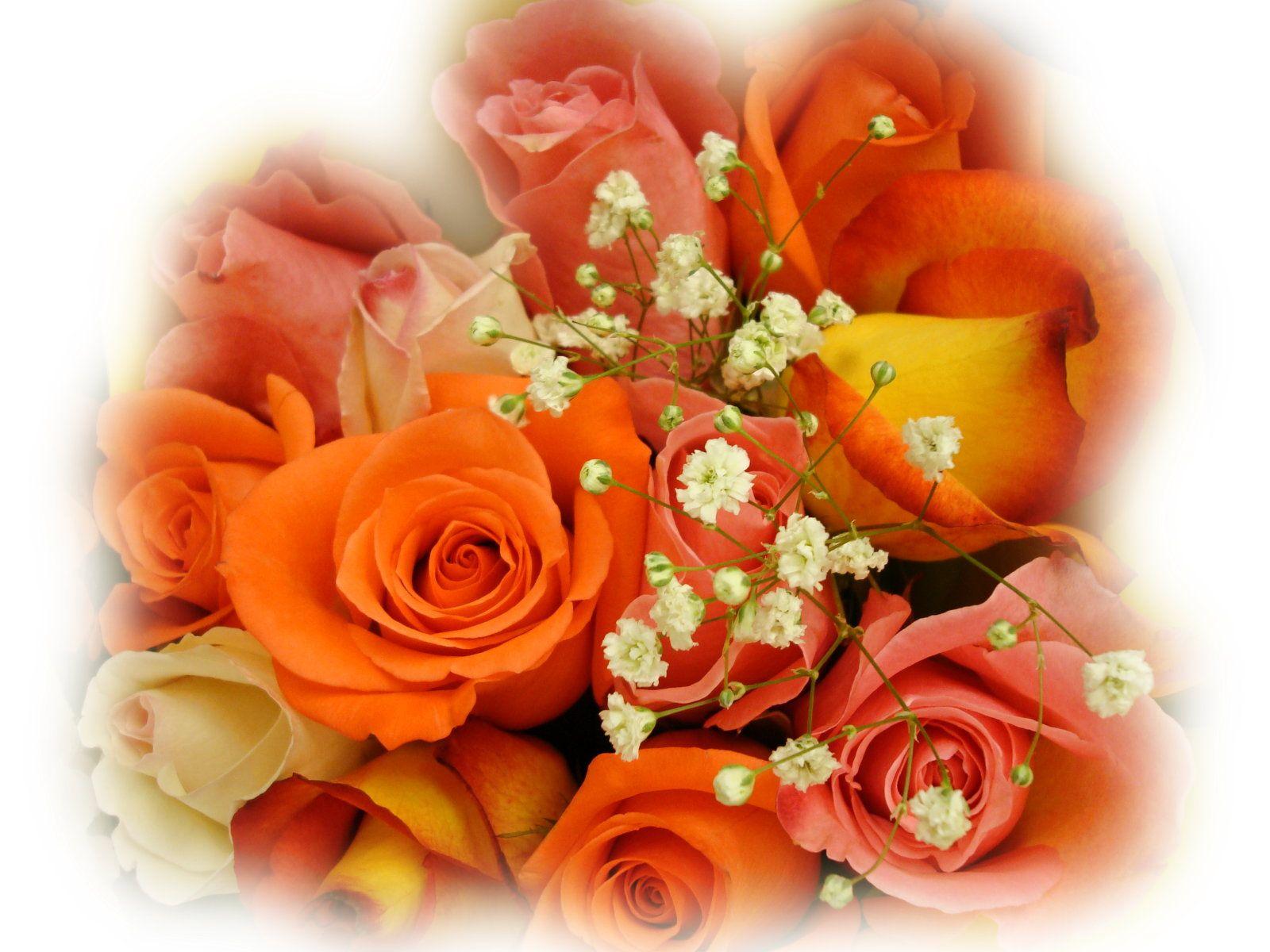 Beautiful Orange Rose Picture 07648