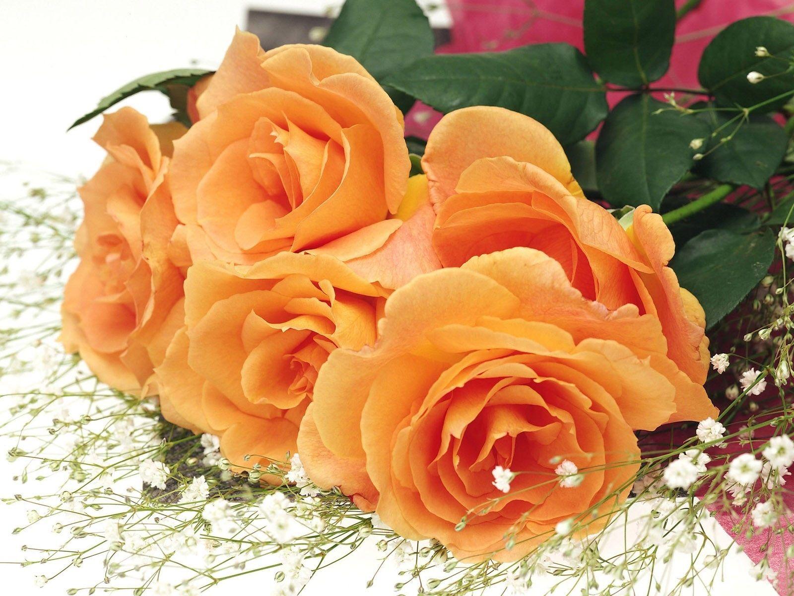 Orange roses usually are with regard to passion in addition to wish
