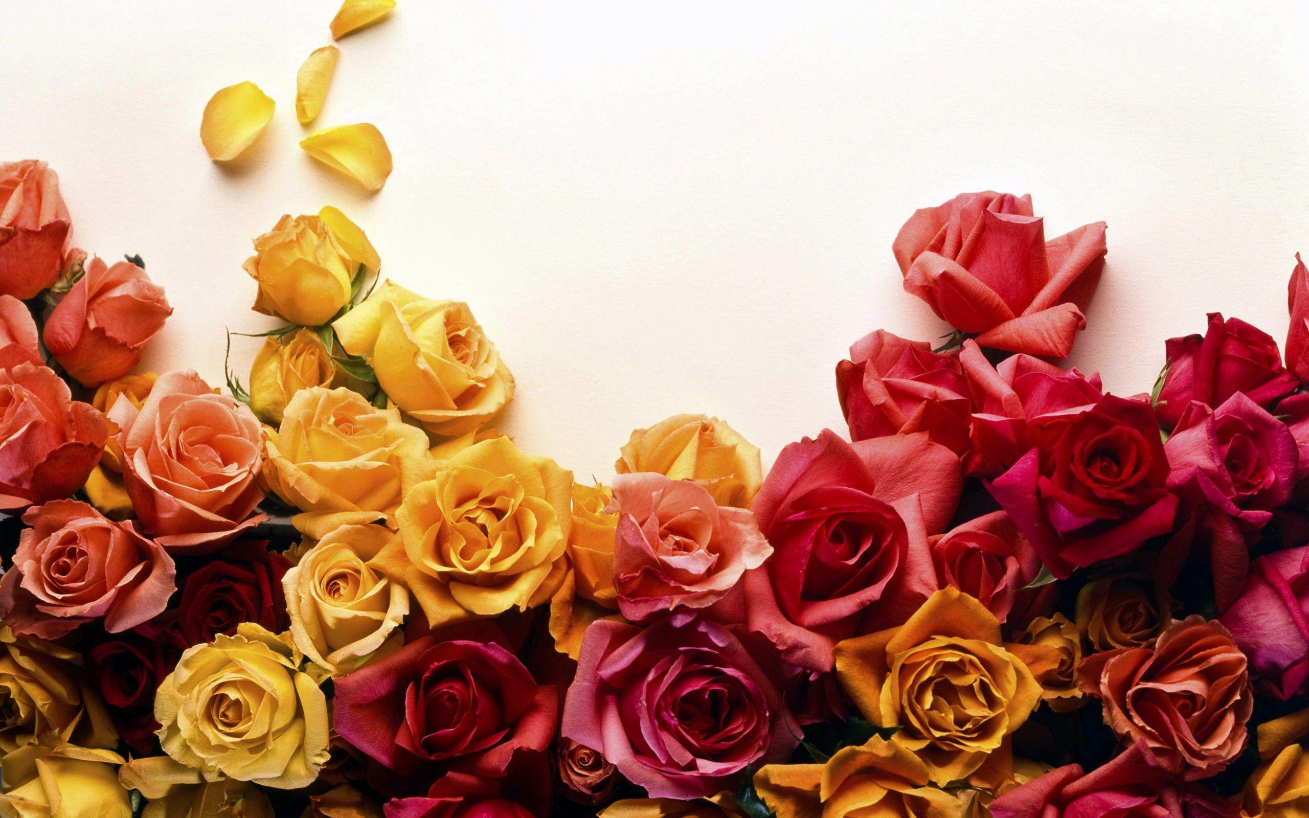 Colors of Roses Wallpaper