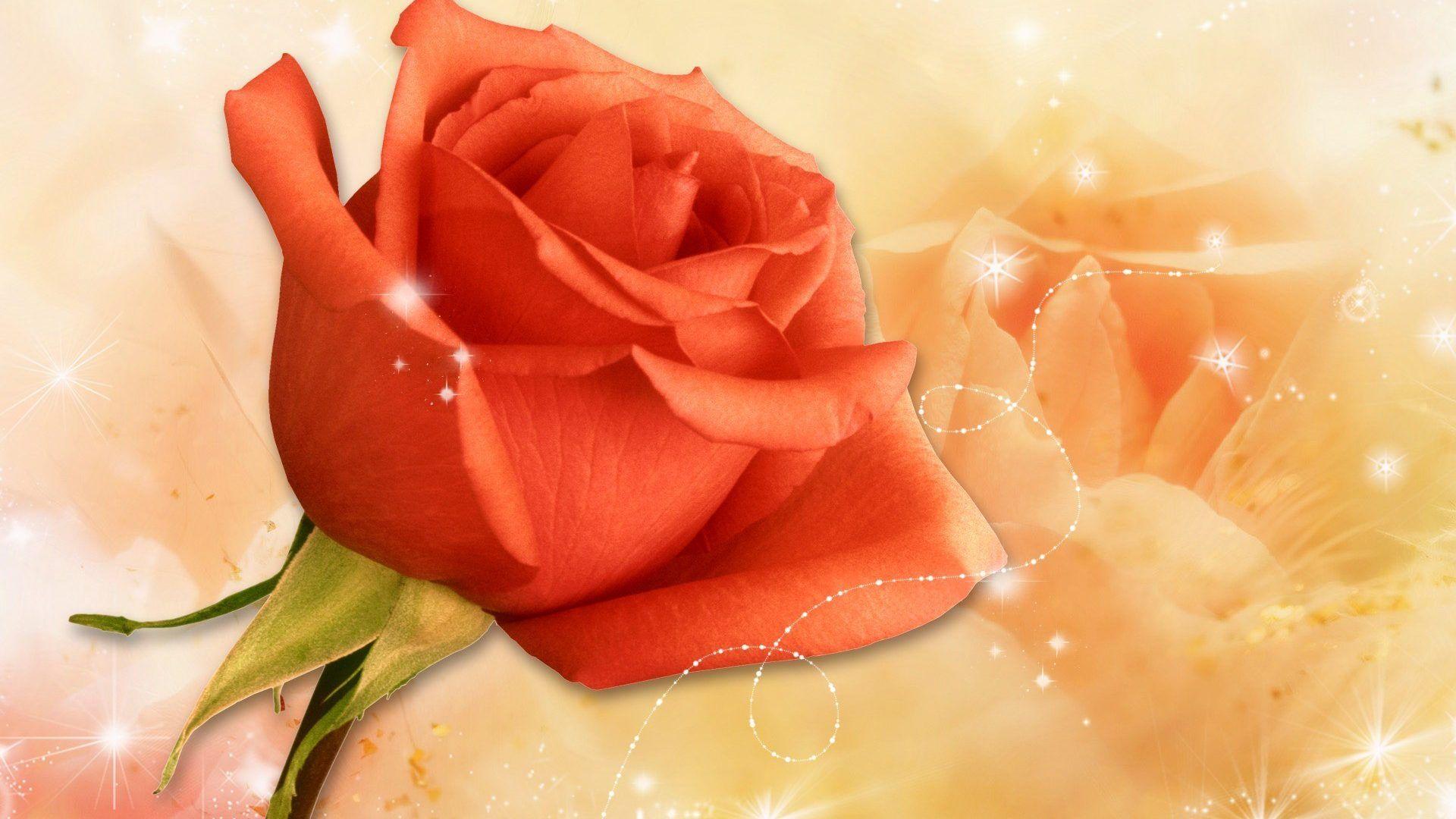 EEBB77 Color wallpaper: Orange Roses Beautiful Nature Flowers Rose