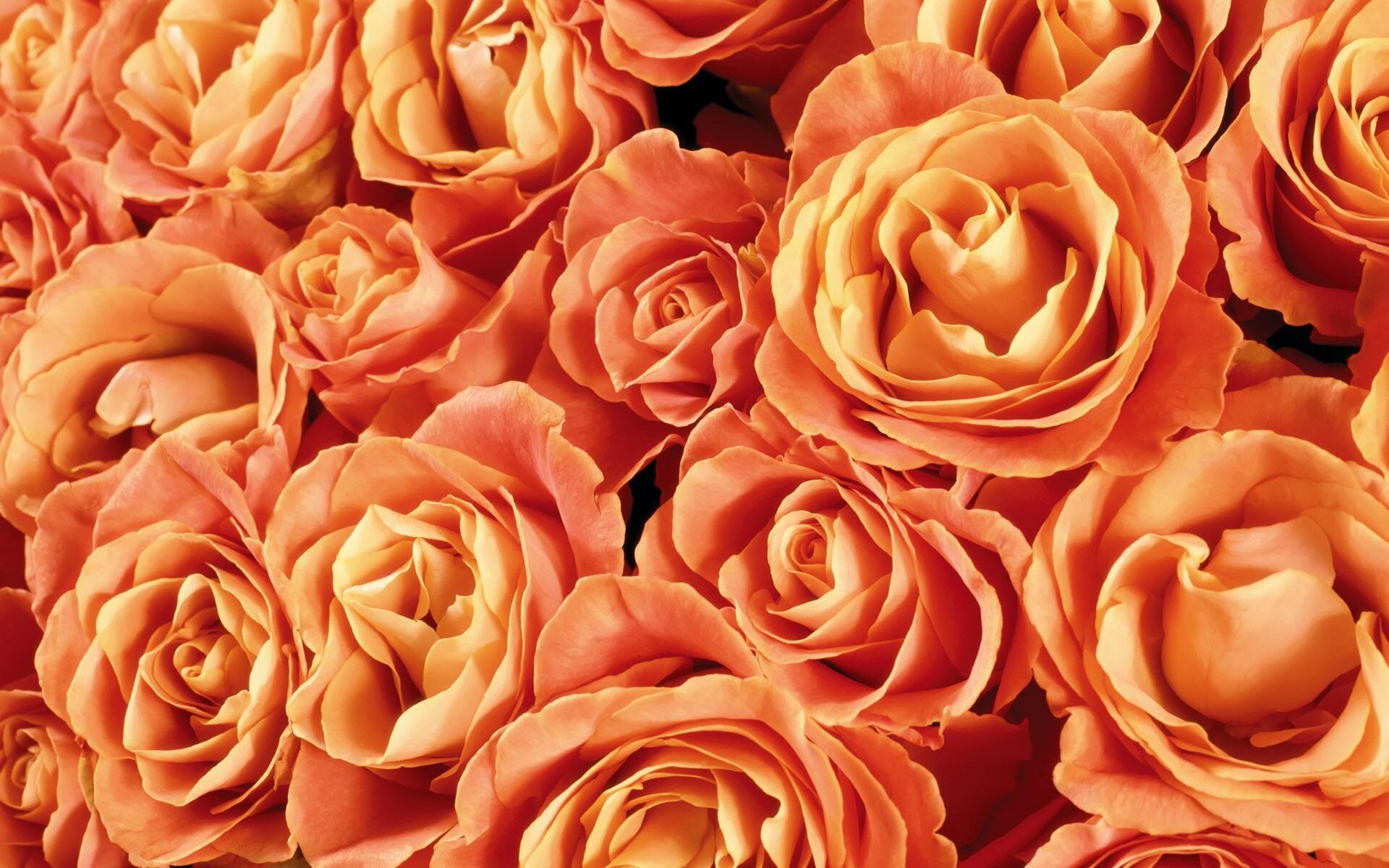 Orange Roses Background, High Definition, High Quality