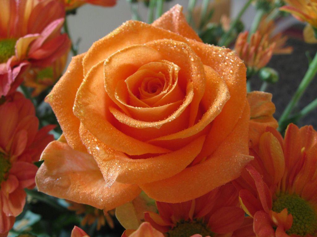 Orange Rose Picture For Wallpaper. Free orange roses Wallpaper