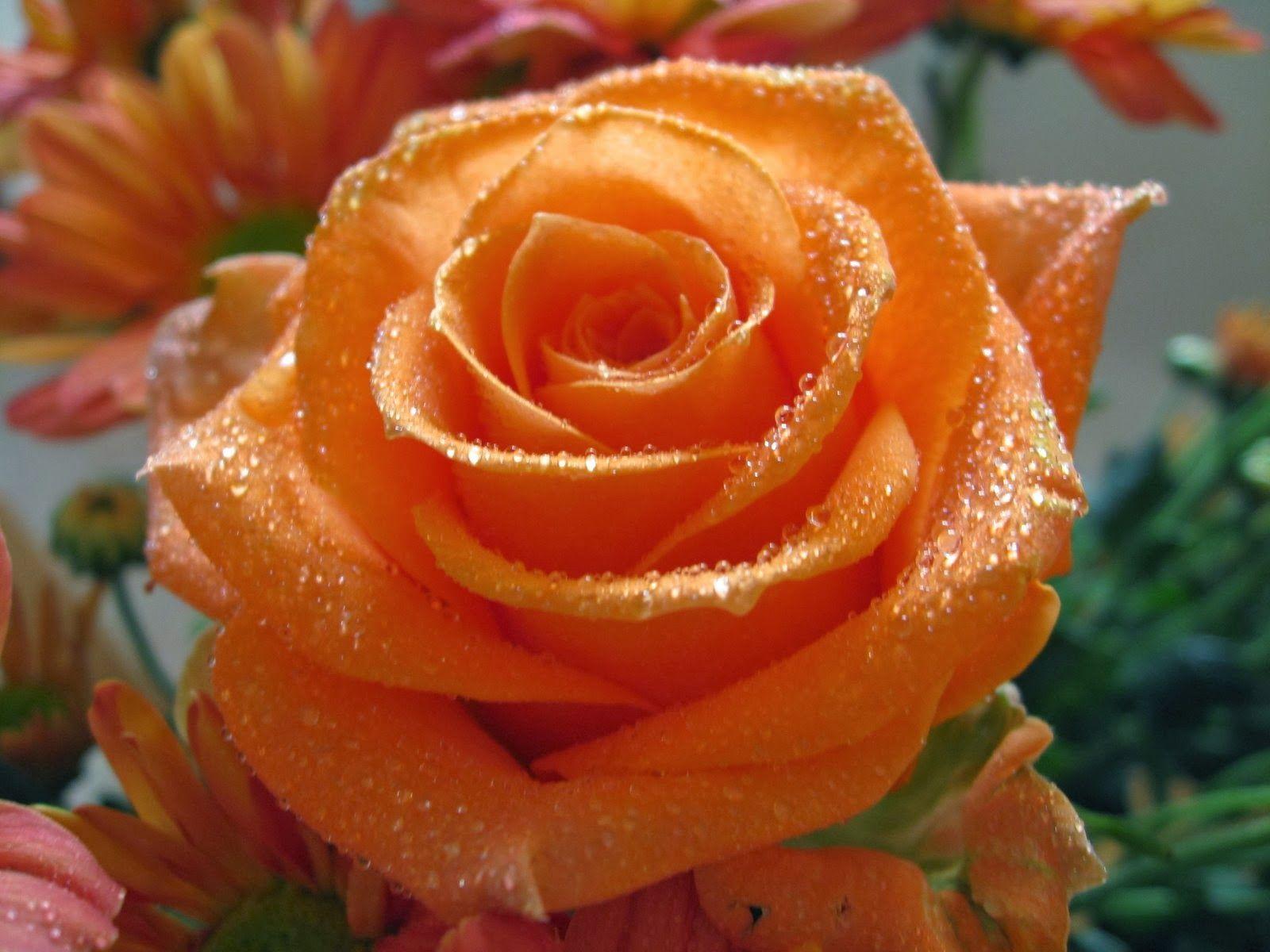 Beautiful Orange Color Rose Flowers Wallpaper