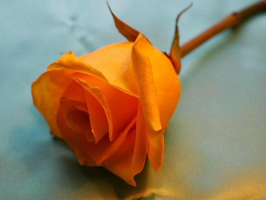 Awesome Cute Orange Rose Wallpaper High Quality Desktop HD Of