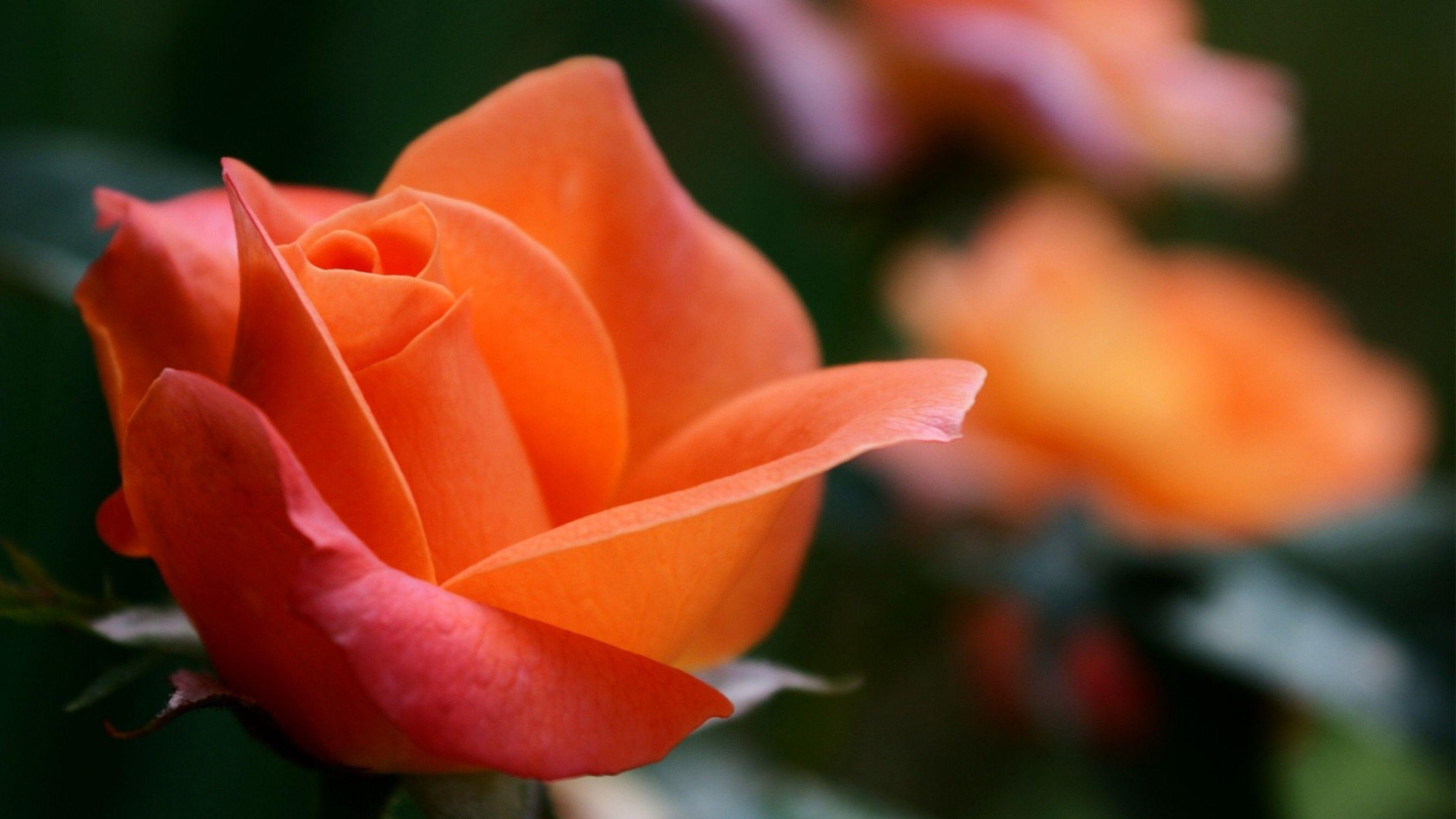 Wallpaper Orange Rose, Rose flowers, HD, 4K, Flowers
