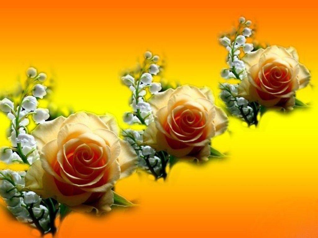 Flowers: Orange Rose Beautiful Roses Yellow White Flowers Full HD