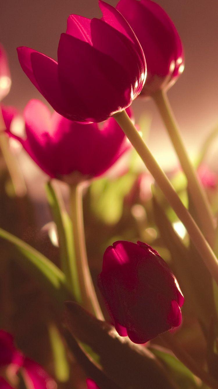 Beautiful Tulips Soft Light IPhone 6 Wallpaper. Nature Iphone Wallpaper, Beautiful Flowers Wallpaper, Beautiful Nature Wallpaper