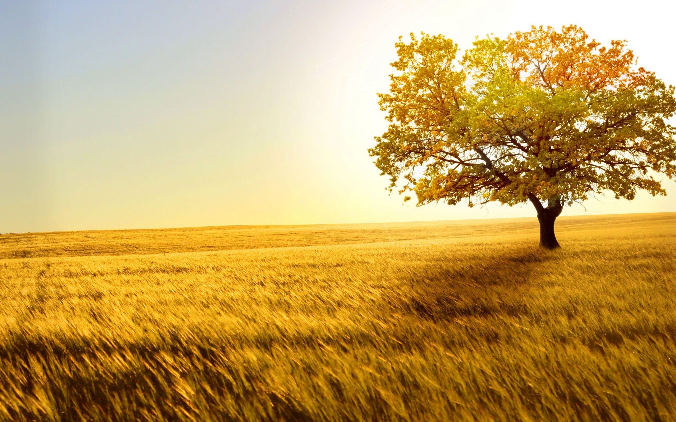 Nature Phone Long Background Wallpaper Of For iPhone Full HD Pics