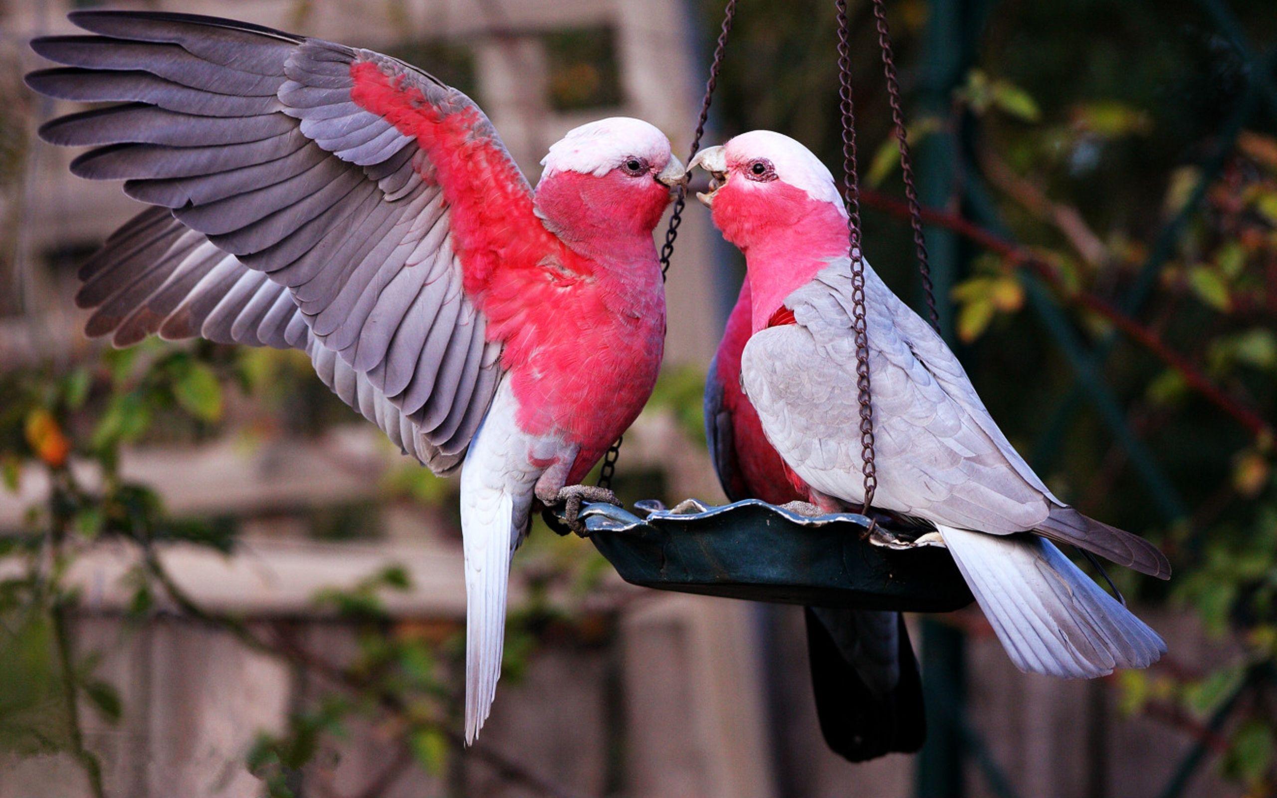 image of love birds and wallpaper