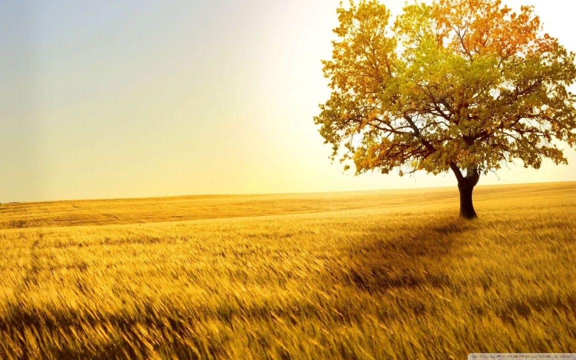 Landscape Nature Trees Fields ❤ 4K HD Desktop Wallpaper for 4K