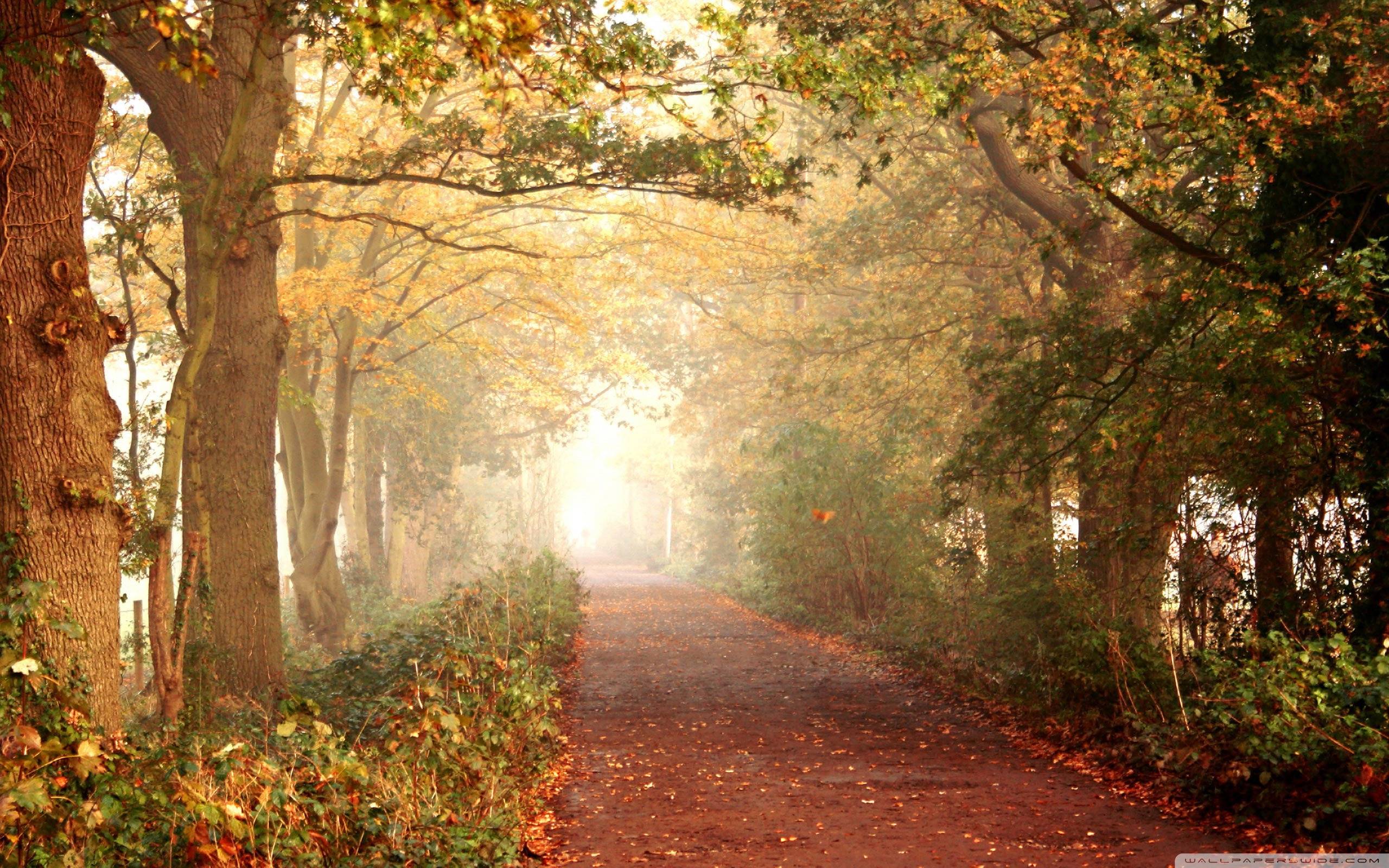 Осень дорога в парке