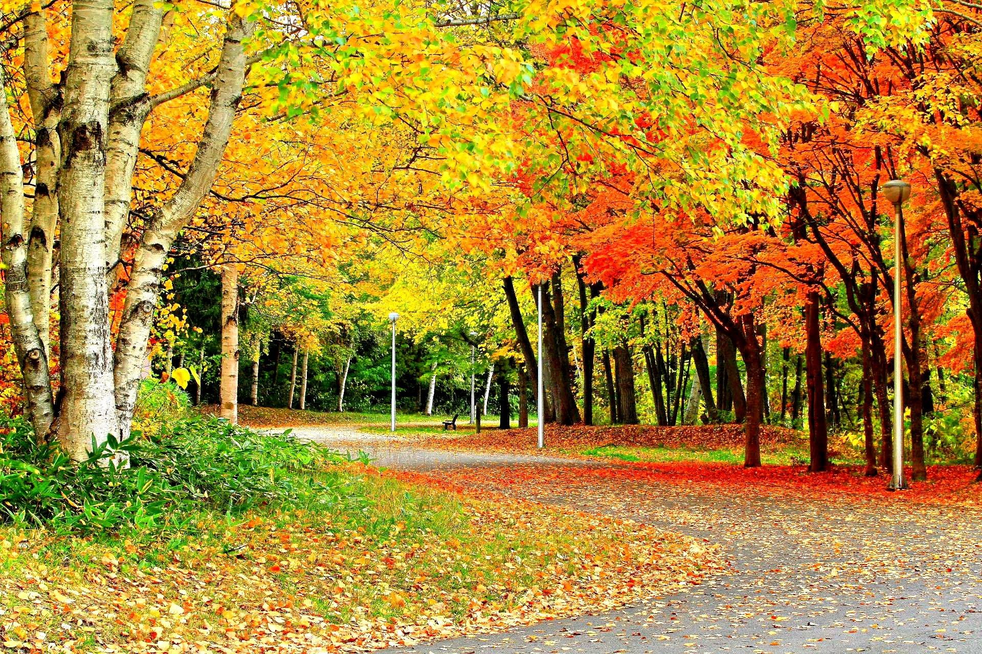 Nature: Seasons Splendor Leaves Nature Colors Trees Forces Autumn