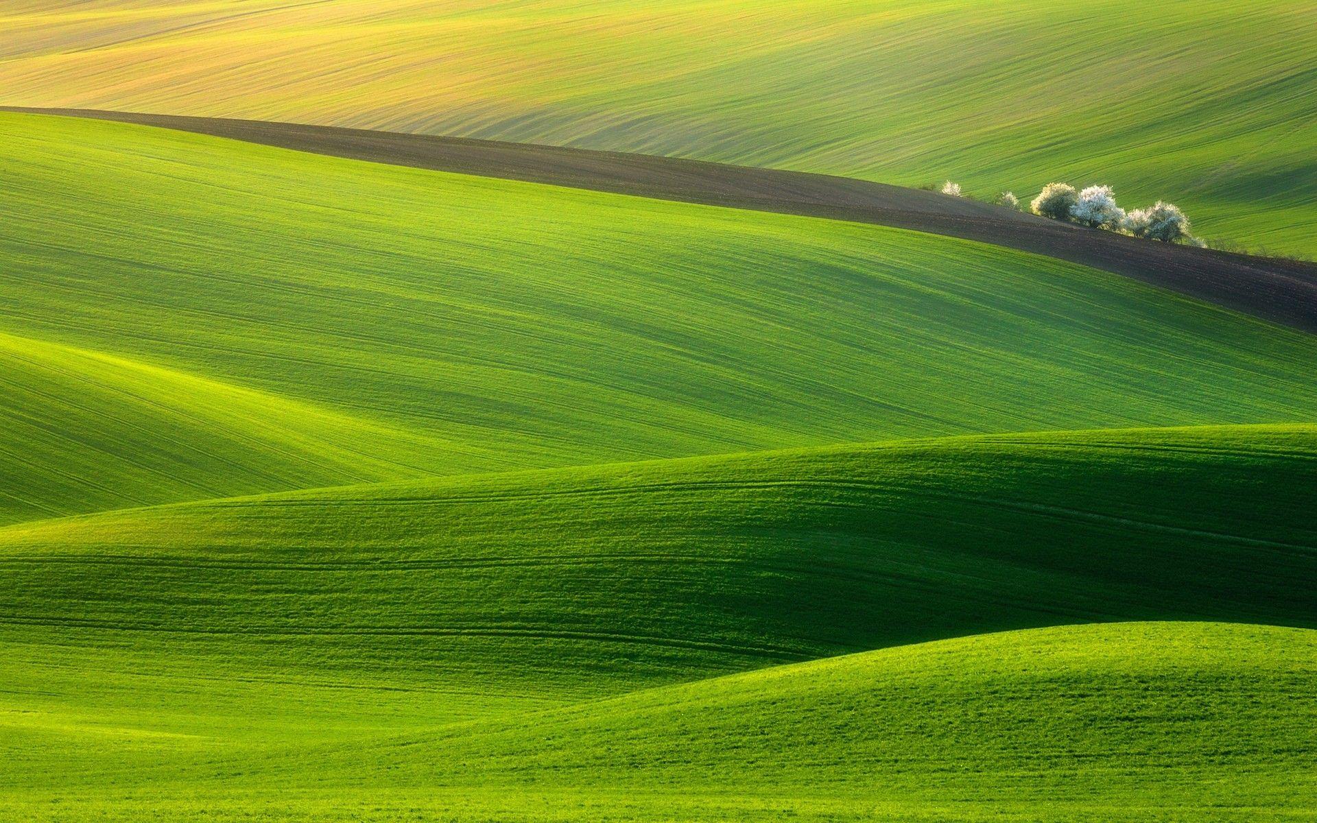 Field Green Spectacular Nature Wallpaper Desktop Background Full