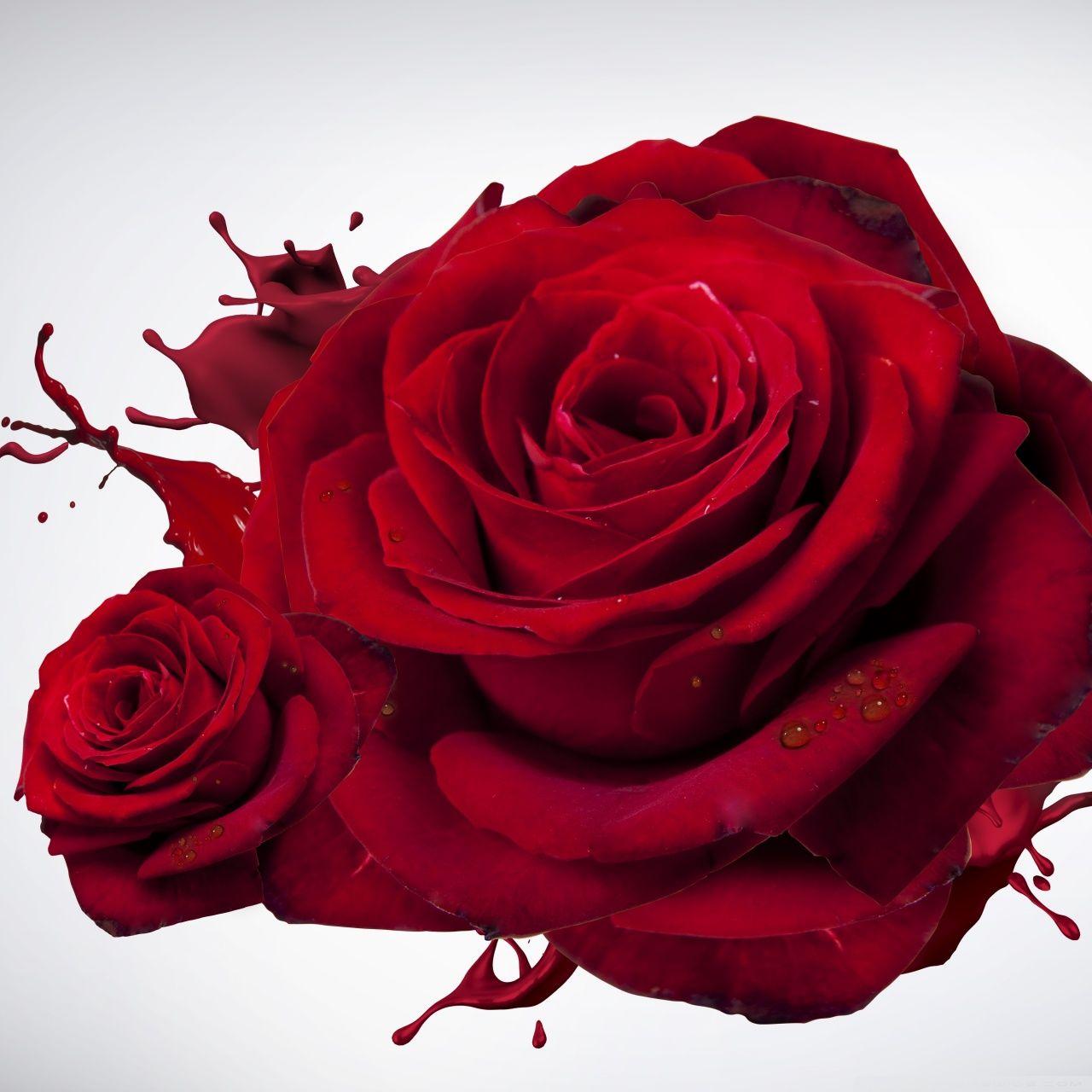 Love Red Roses ❤ 4K HD Desktop Wallpaper for 4K Ultra HD TV • Wide