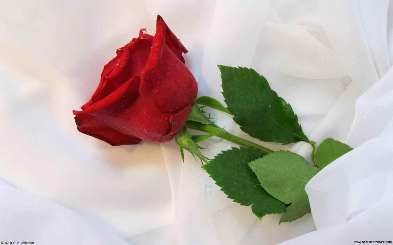 Beautiful Wallpaper: Beautiful Single Red Rose Wallpaper