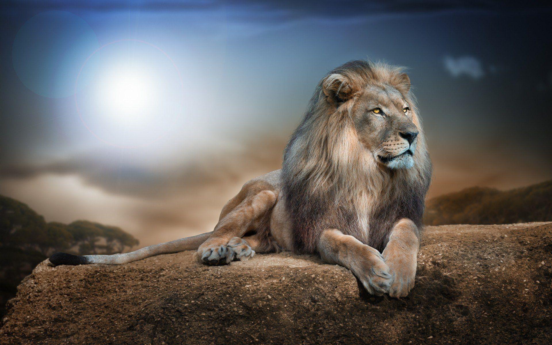 Lion HD Wallpaper and Background Image