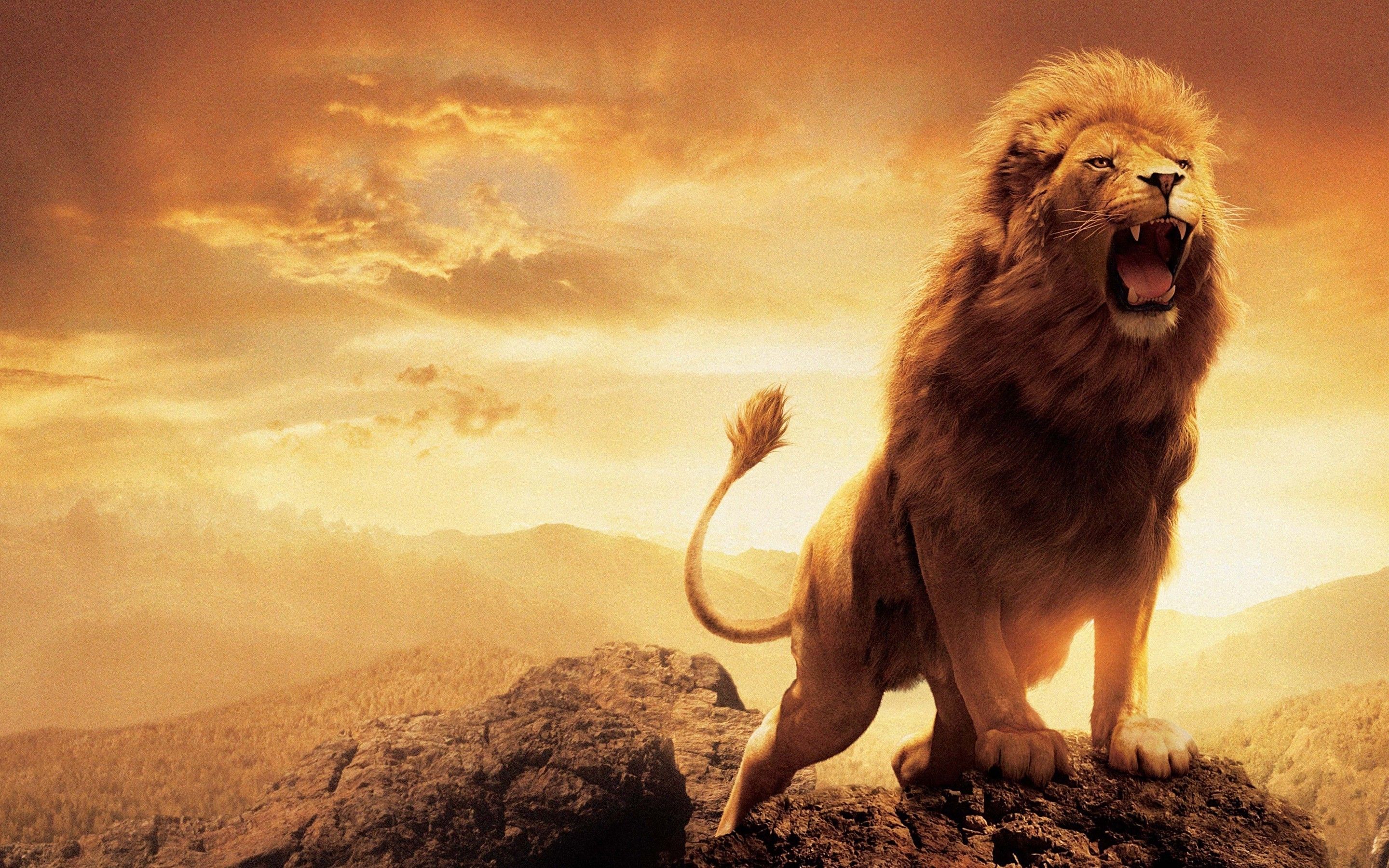 Lion Wallpapers - Wallpaper Cave