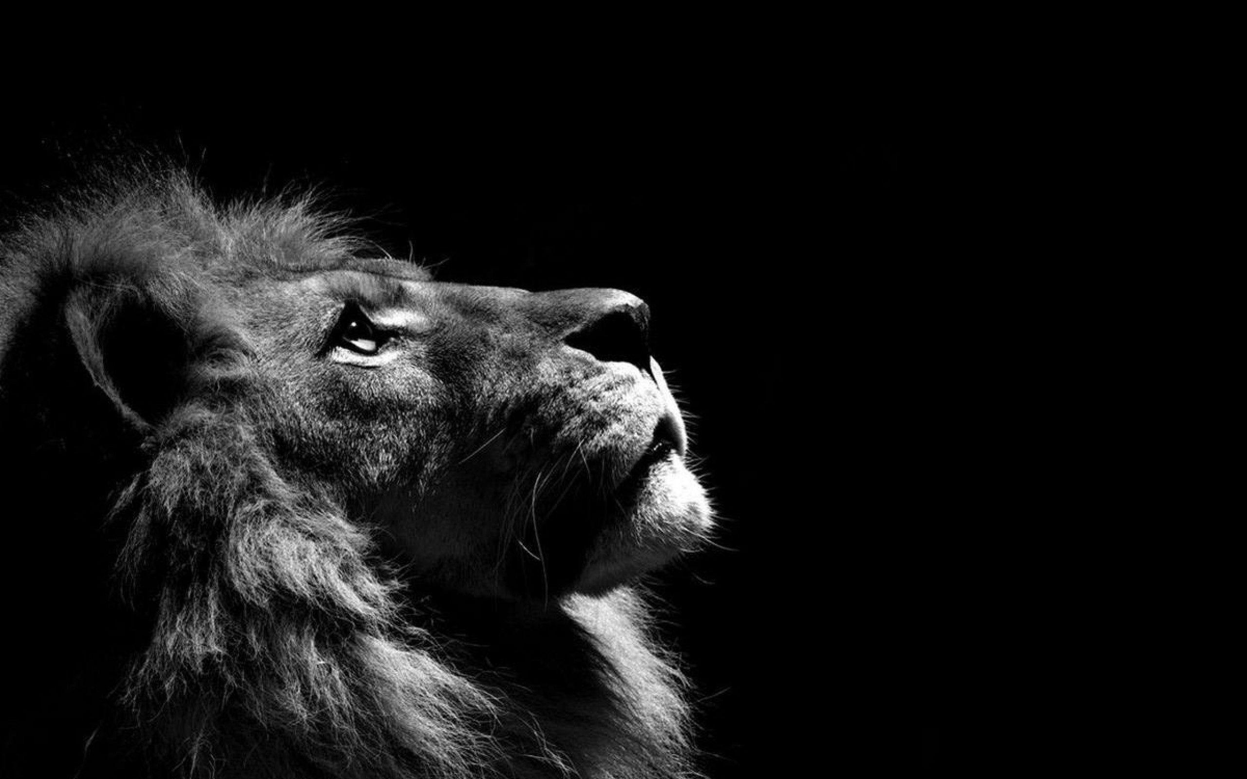 Lion Wallpaper, Download picture of a nice lion image hd