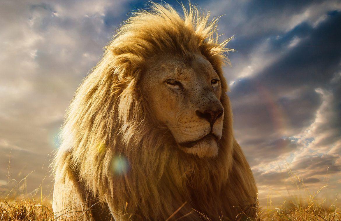 Lion Wallpaper New Tab