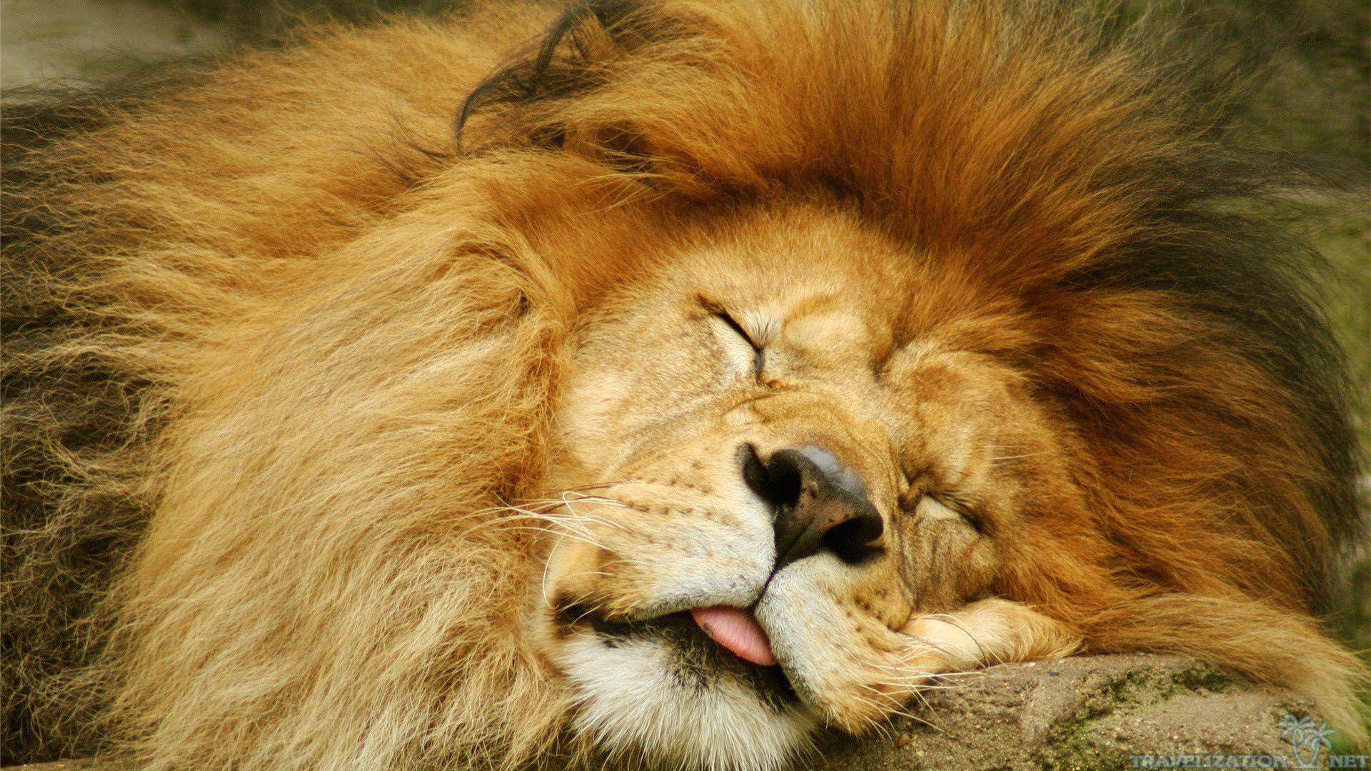 Sleeping Lion Wallpaper, 44 Sleeping Lion Background Collection