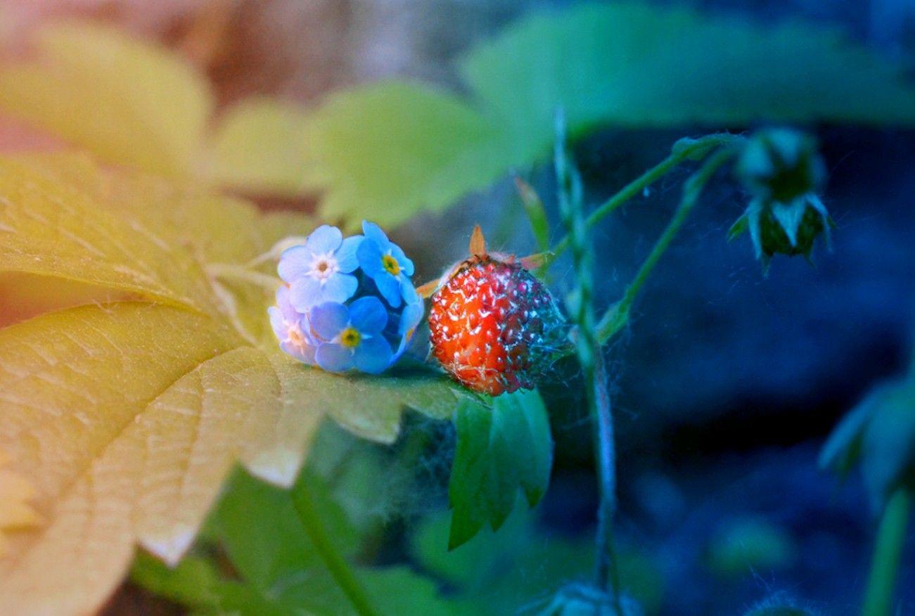 Flower: Friends Forever Color Expression Cute Flower Desktop