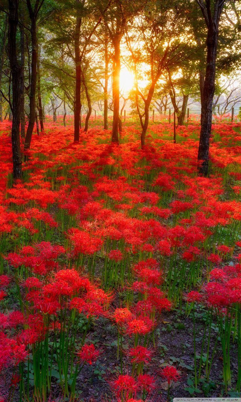 Most Beautiful Sunsets In The World ❤ 4K HD Desktop Wallpaper