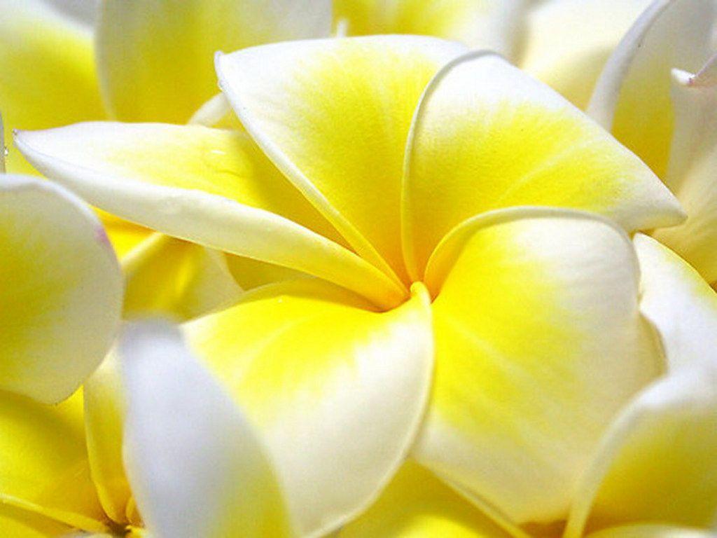 Gallery: Desktop Wallpaper Flowers Full Size, ART GALLERY