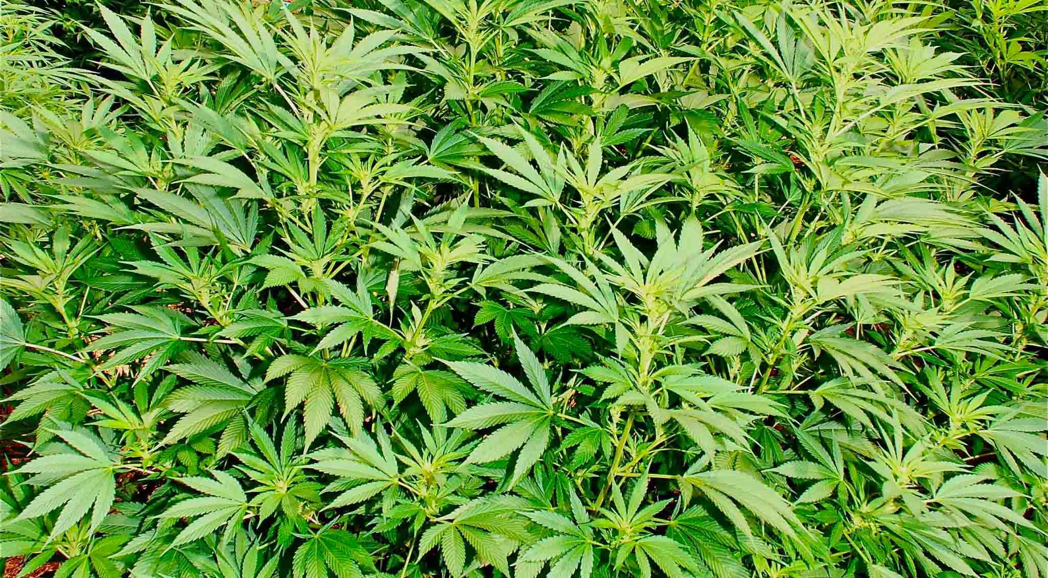 Healthy Clone, Healthies Marijuana Clones in San Diego