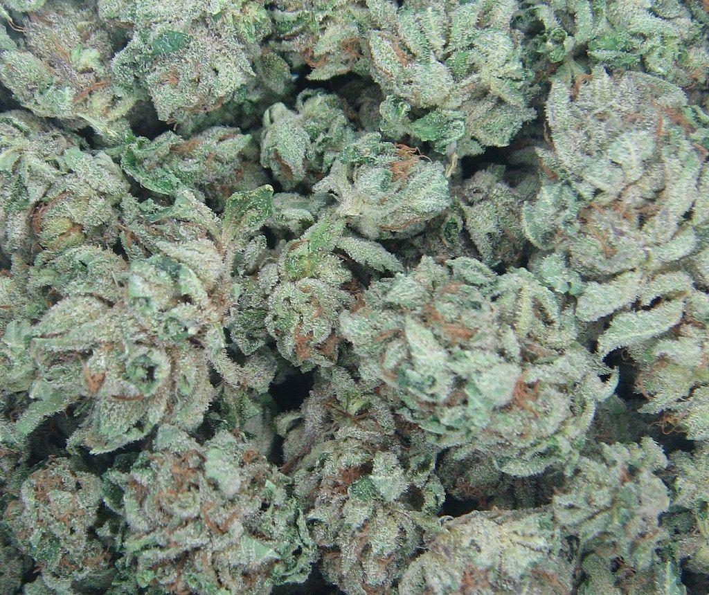 bubba kush background