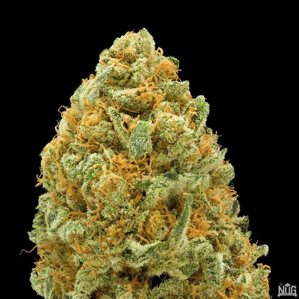 OG Kush: The Original Gangster of Weed Background As is the case