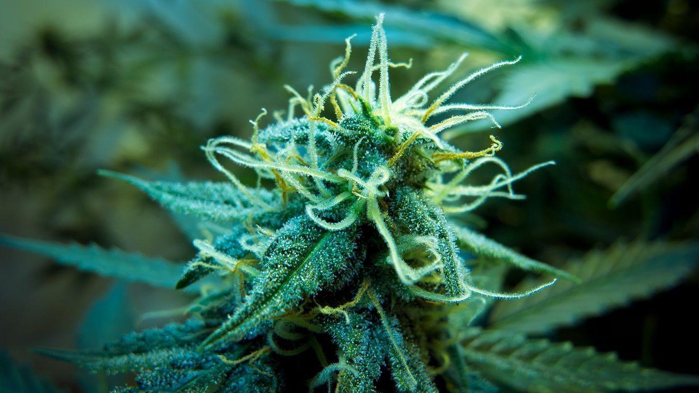 Kush Background on MarkInternational.info