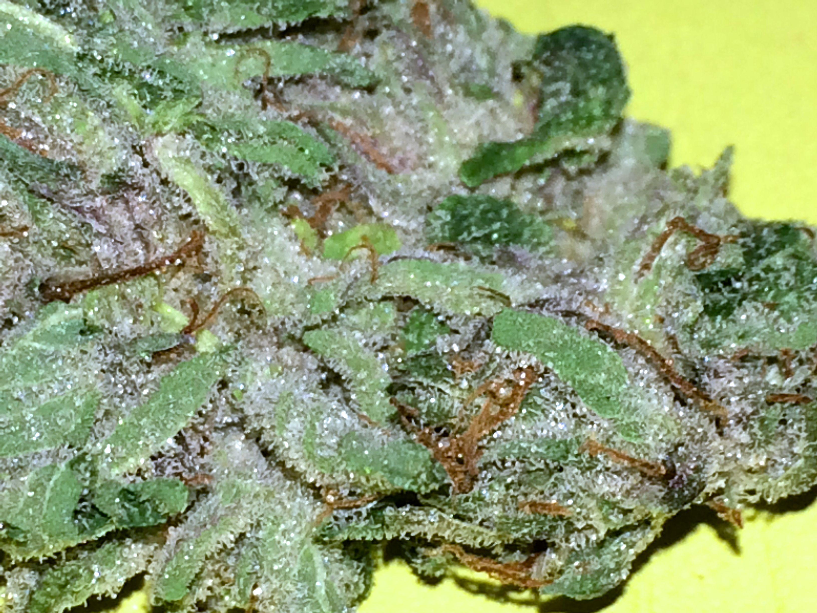 Strain Name: OG Kush Grade: A+ Type: OG Kush is the only sativa