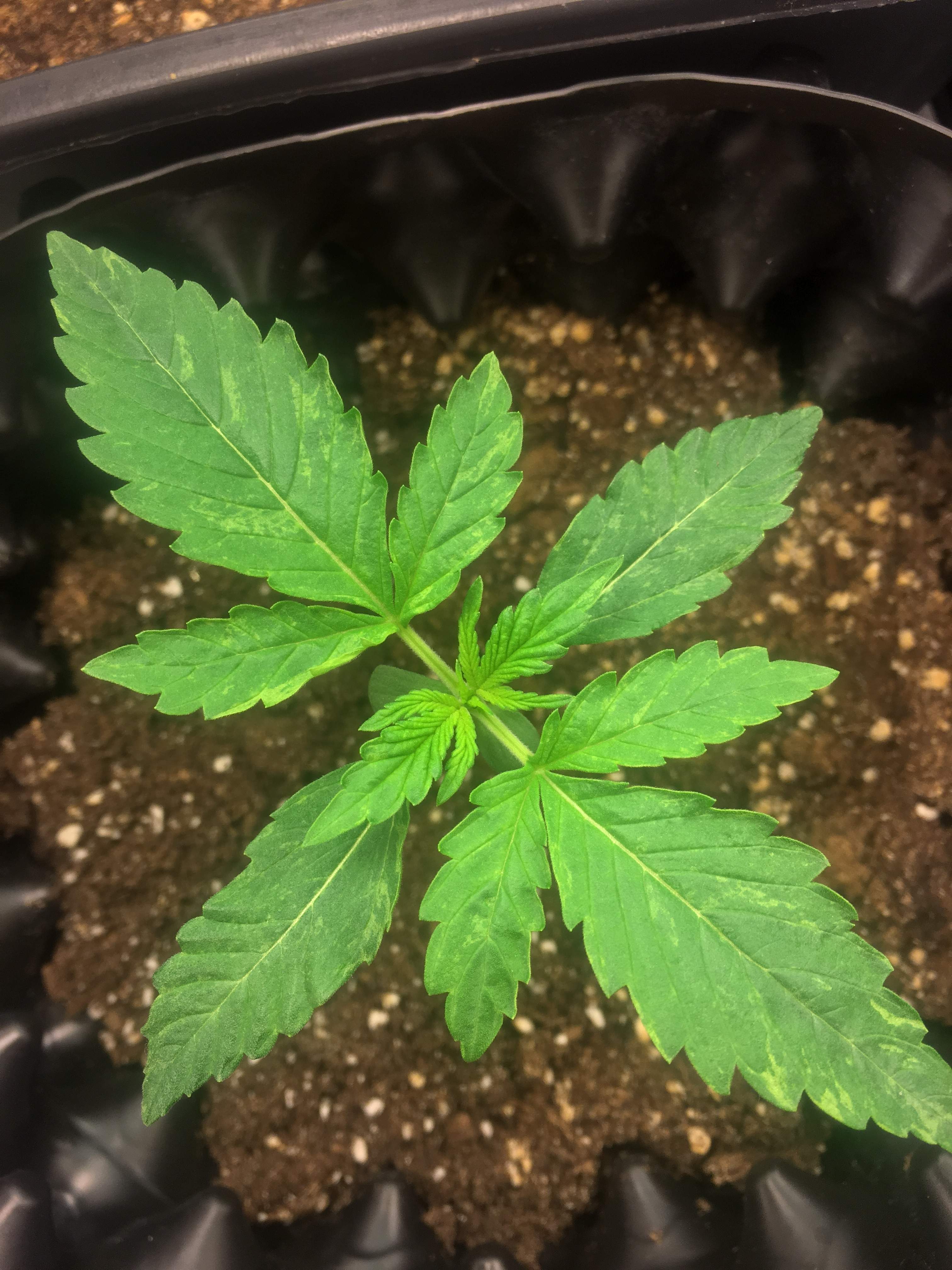 Bubble Kush Automatic, Royal Dwarf grow journal week2