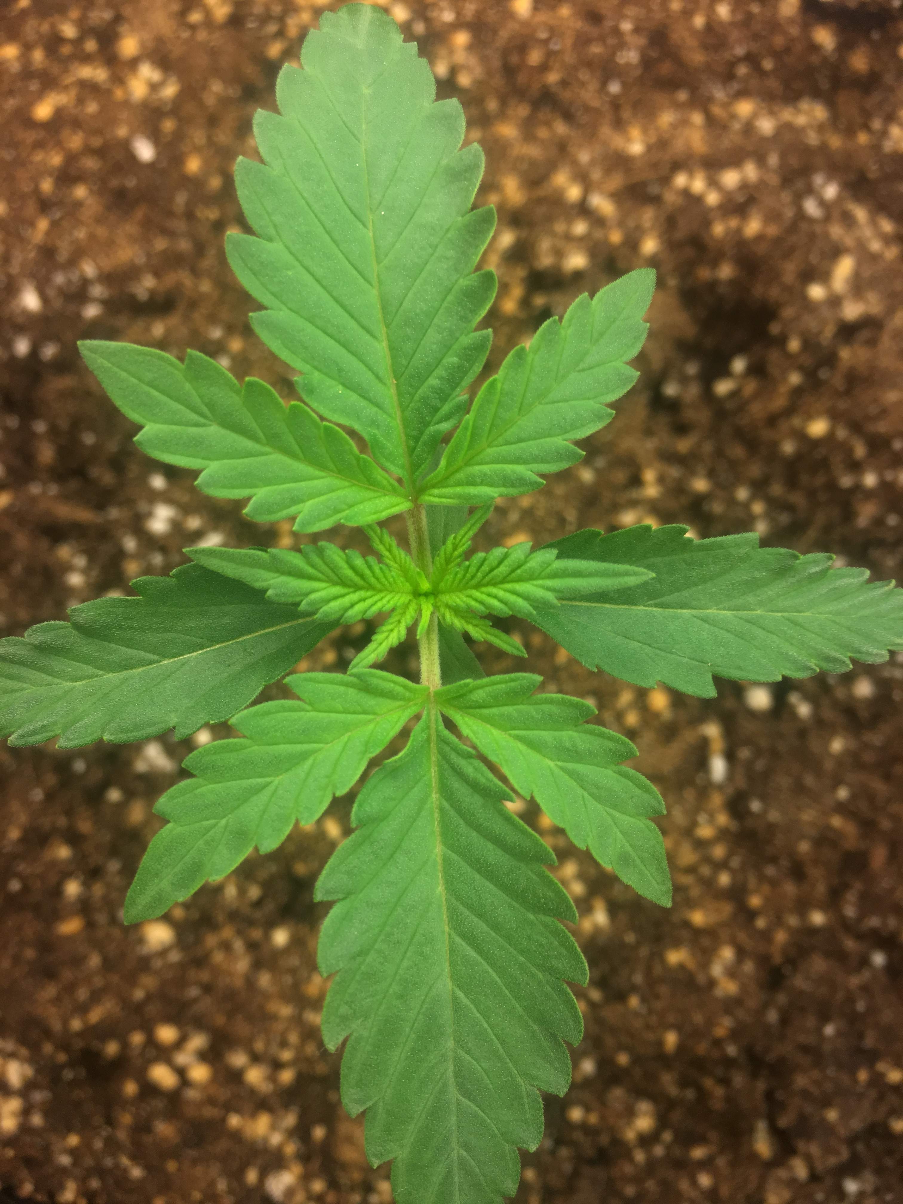 Bubble Kush Automatic, Royal Dwarf grow journal week2