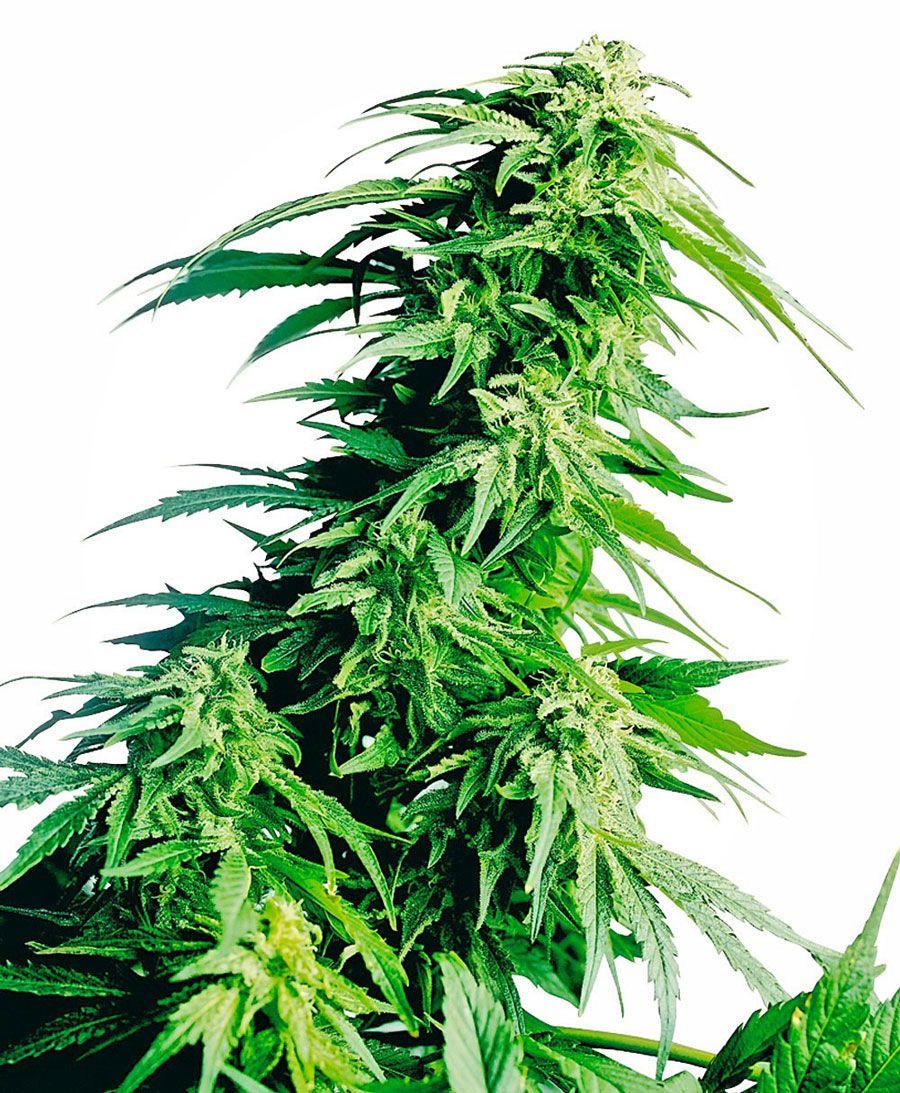 Buy Afghani ® seeds online Seeds UK