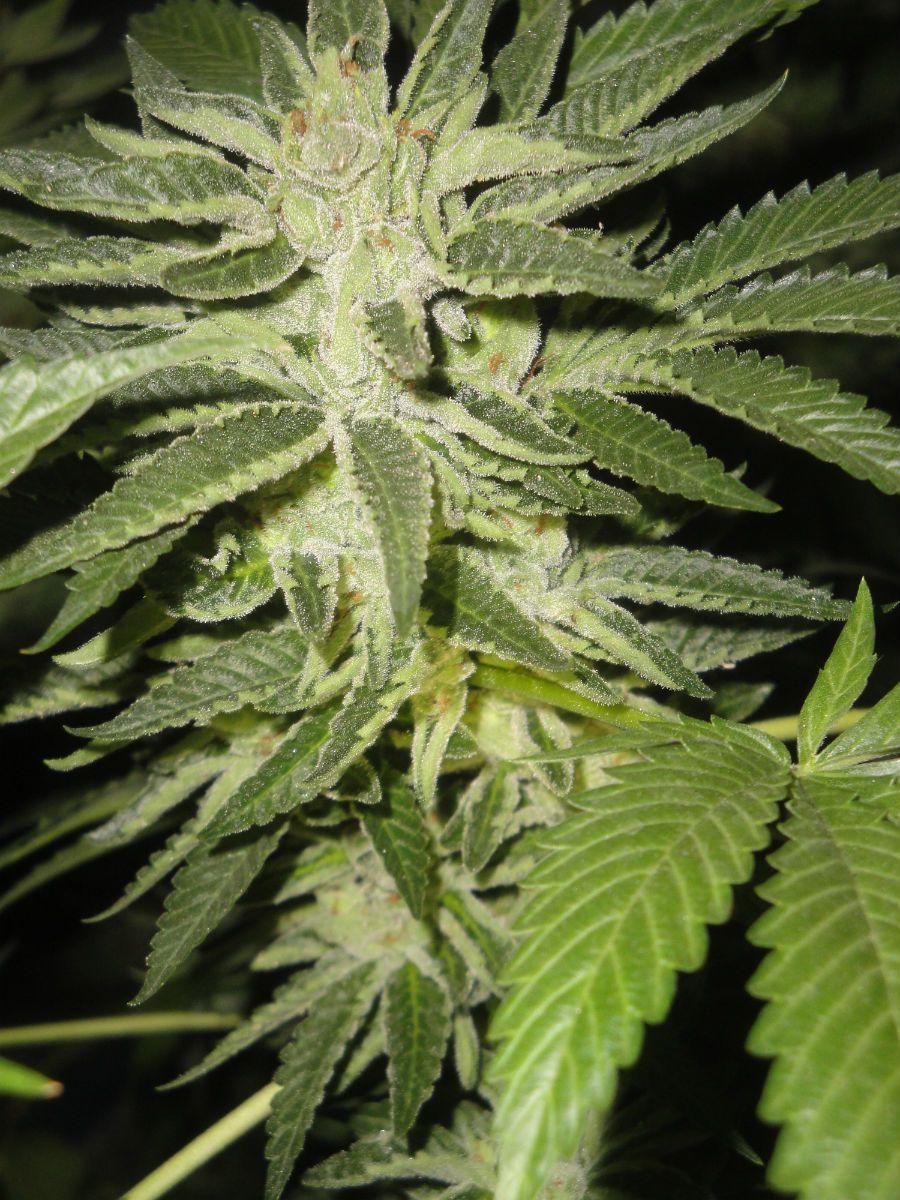 Strains Research & Genetics