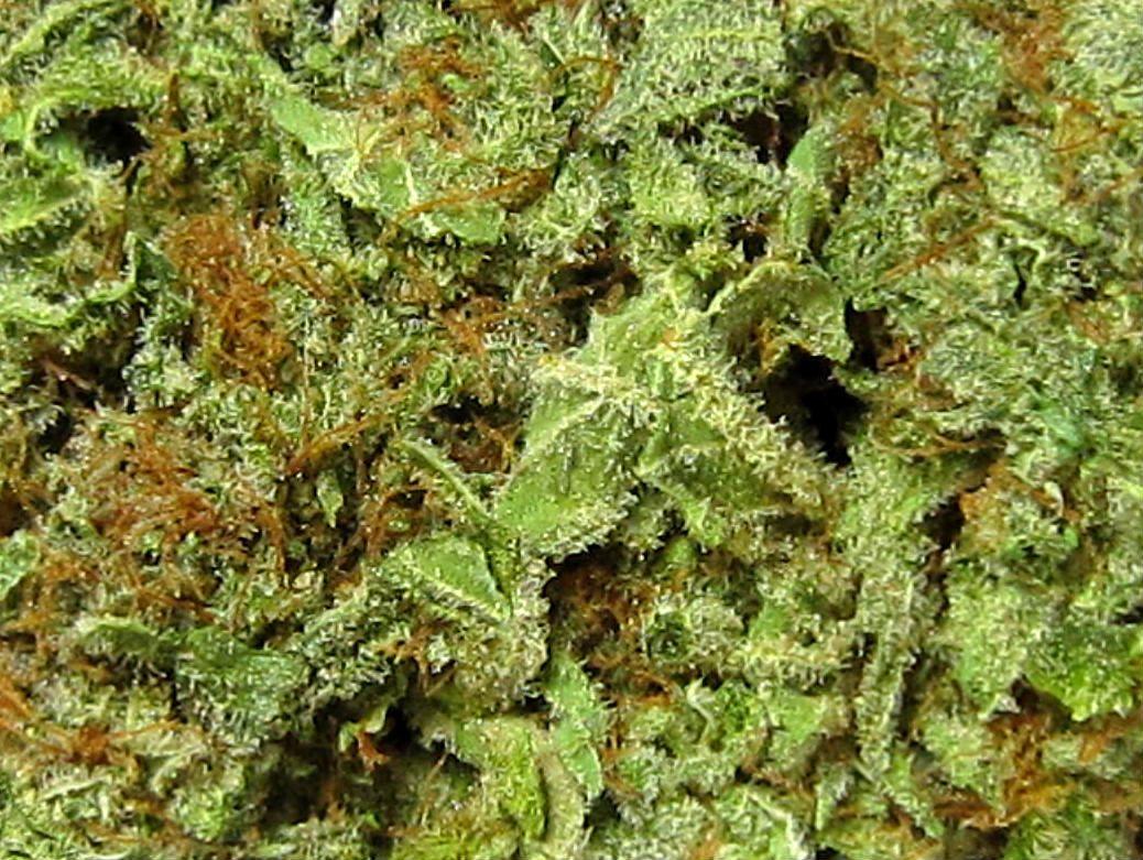 blackberry kush. Humboldt Relief: Welcome To The Garden