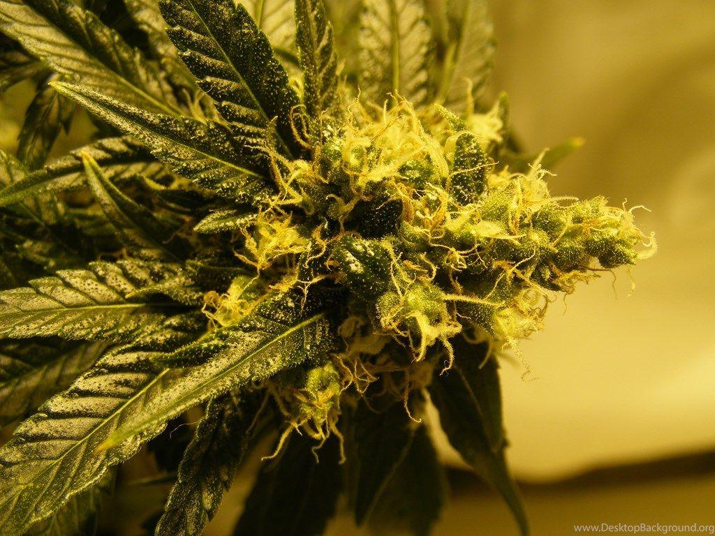 The Hawaiian Kush Cross High Resolution Desktop Background