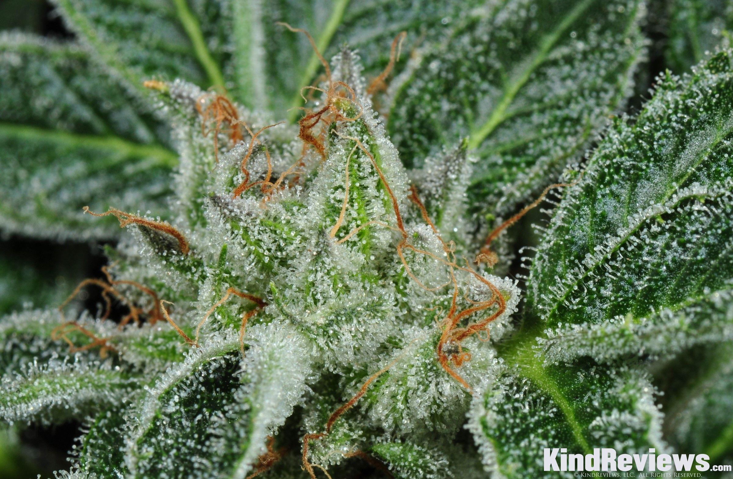 Kush Backgrounds - Wallpaper Cave