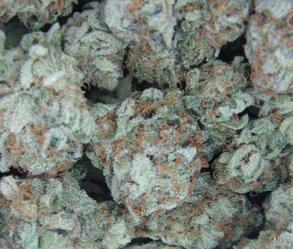 White Widow Strain Review