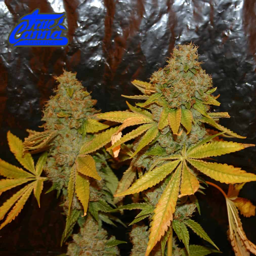 The Truth Kush x SFV OG x Chemdog D Canna Genetics